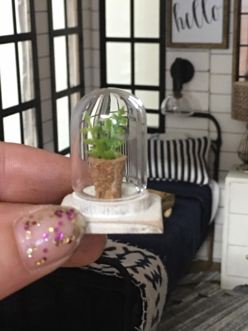 Mini plant with glass dome