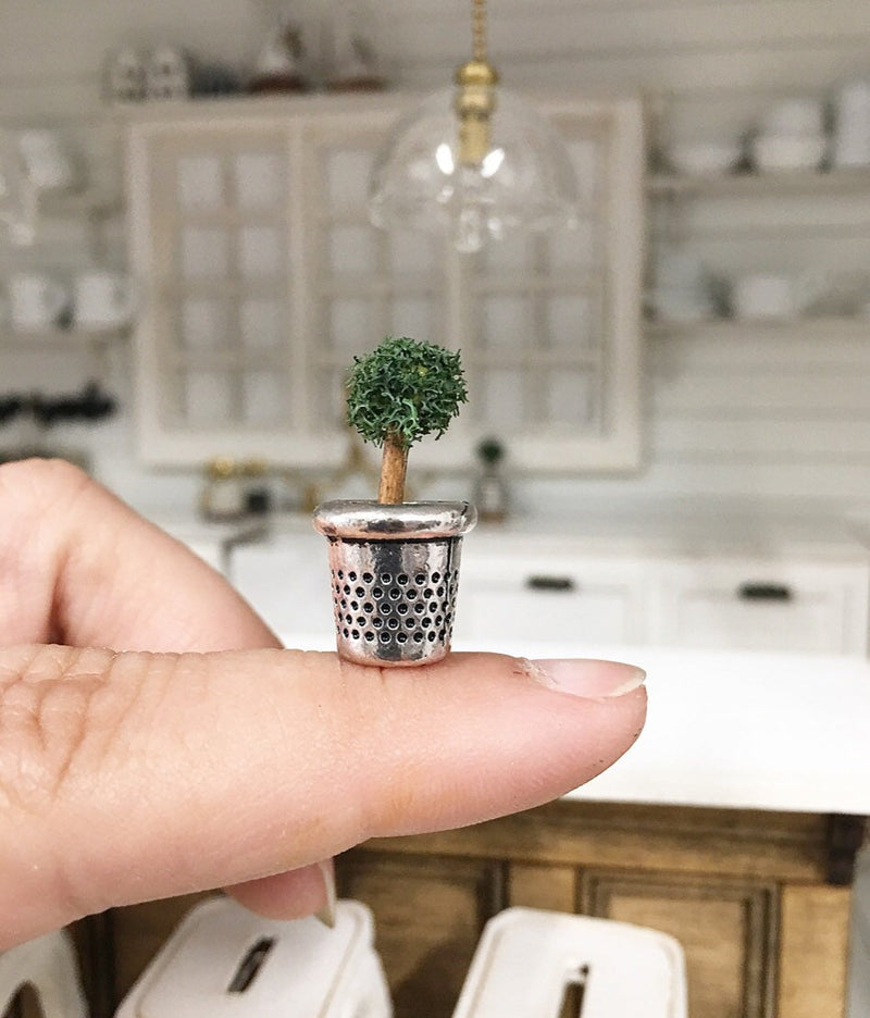 Miniature Farmhouse Topiary Thimble Plant