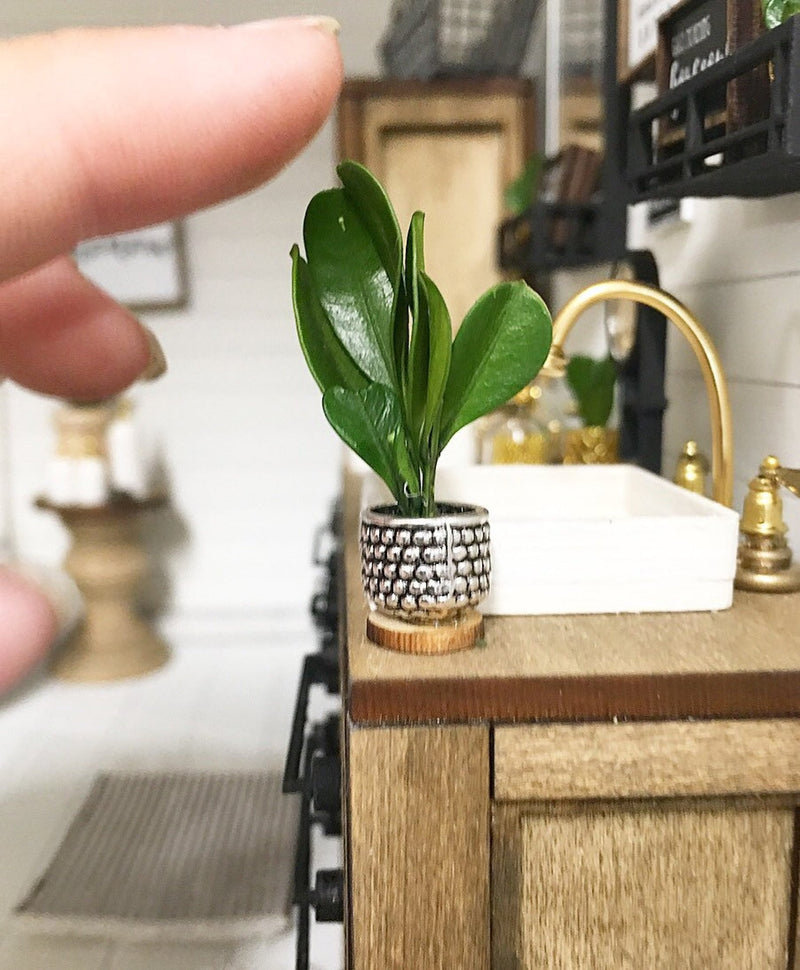 Miniature Spotted Silver Pot Plant