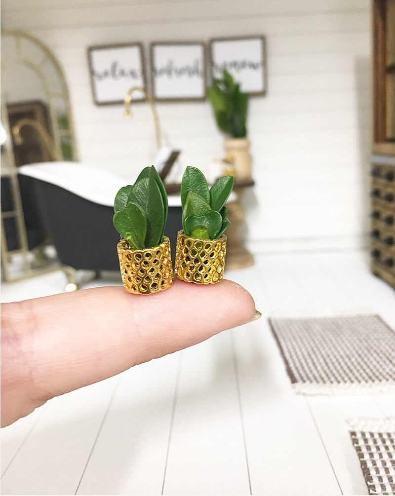Miniature Gold Diamond Tiny Plants Duo
